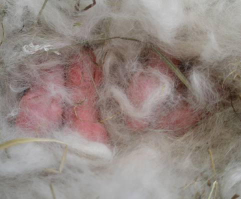 Новорожденные крольчата в гнезде
