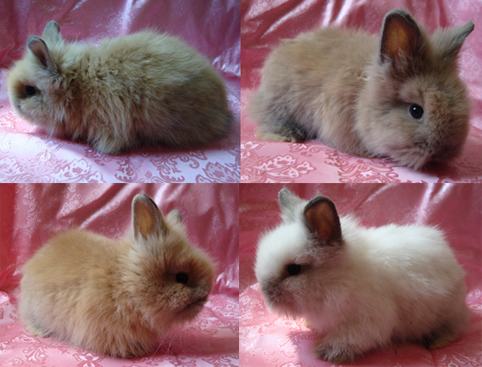 Посмотреть фото крольчат, рождённых 26 марта 2009 г. Родители Ивушка - Яшка