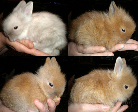 Посмотреть фото крольчат, рождённых 30 января 2010 г. Родители Ивушка - Жак